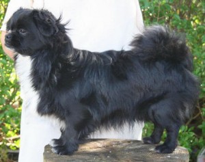 Tibetansk Spaniel - Camu-Li's Black And Whit