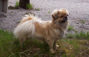 Tibetansk Spaniel - Opstad Rotho's Frida-Thari