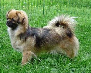 Tibetansk Spaniel - P'ZAZZ X-PRESS MY ANNIE