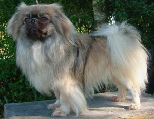 Tibetansk Spaniel - Verdalstibbene's Amadeus