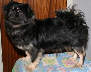 Tibetansk Spaniel - Verdalstibbene's Only You Angel-á