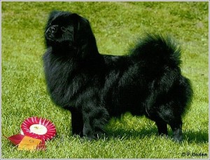 Tibetansk Spaniel - Landboskogens Black Jack