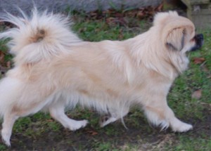 Tibetansk spaniel Dia Tibetansk spaniel dia 300x215