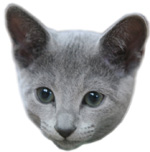 russian-link russian blue link