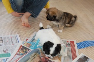 30.01.2011 Hundekunster 001