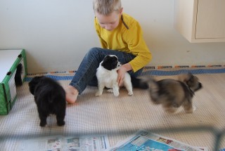 30.01.2011 Hundekunster 004