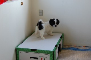 30.01.2011 Hundekunster 008