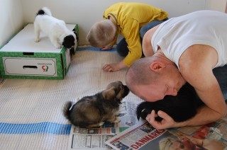 30.01.2011 Hundekunster 011