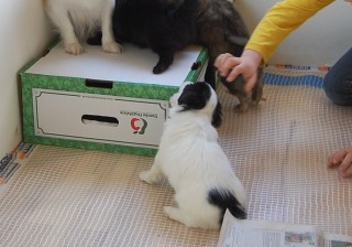 30.01.2011 Hundekunster 026