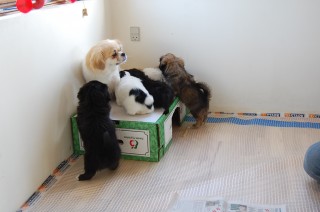 30.01.2011 Hundekunster 029