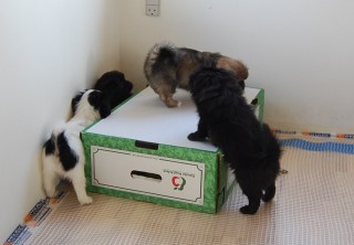 30.01.2011 Hundekunster 041