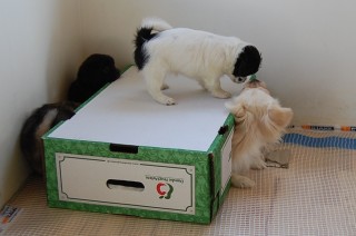 30.01.2011 Hundekunster 053