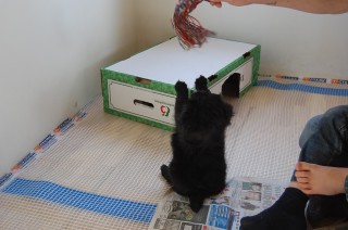 30.01.2011 Hundekunster 074