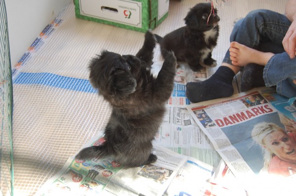 30.01.2011 Hundekunster 079