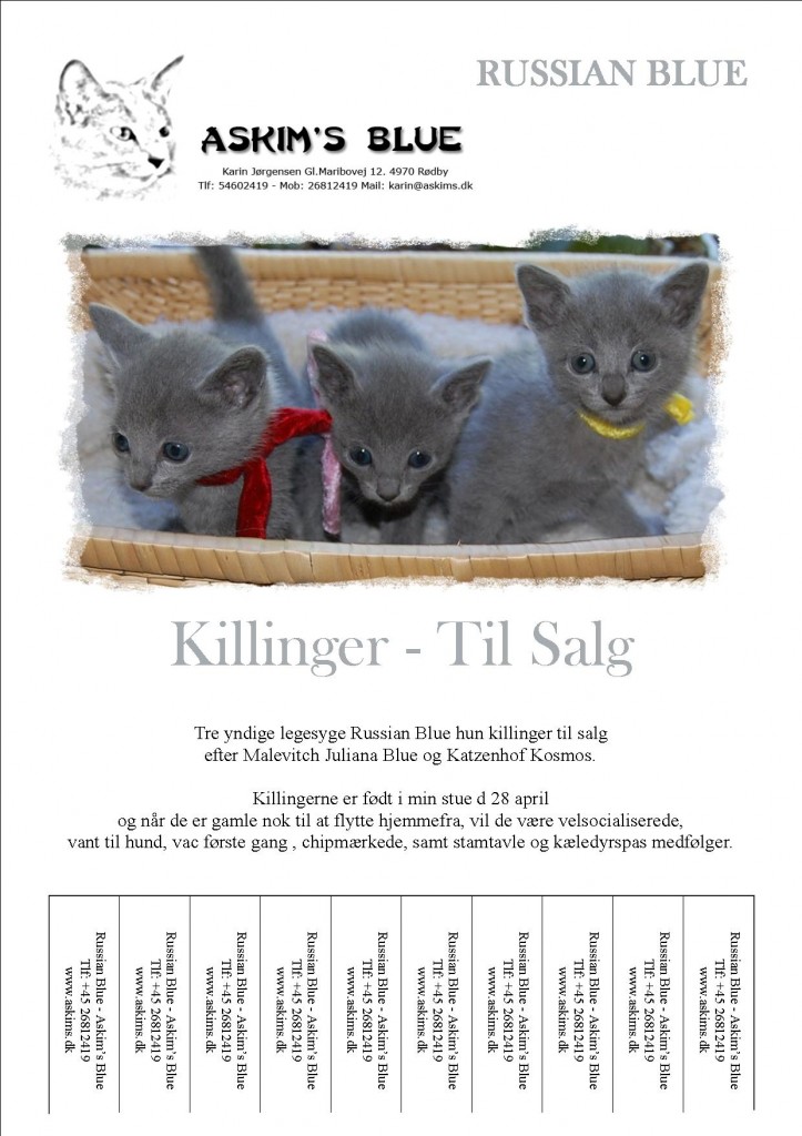 russian blue killinger til salg