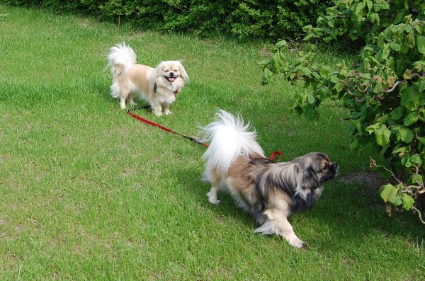 Tibetansk spaniel 20.05.2012 Ally hos Odin 001 600x397