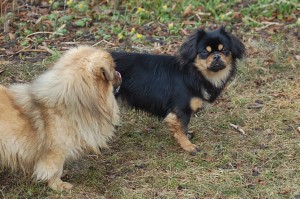 Jeddi og Bonnie