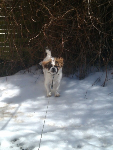 Askim`s Prince Pascal = Prince