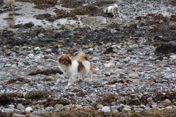 Ponya og Emmi på stranden