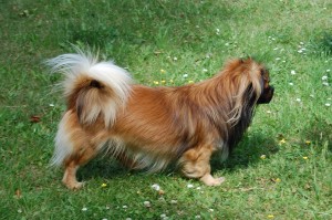Smukke Skifer