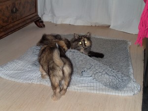 Yoda og skovkatten