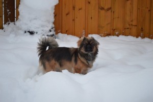 Flot hund i sneen