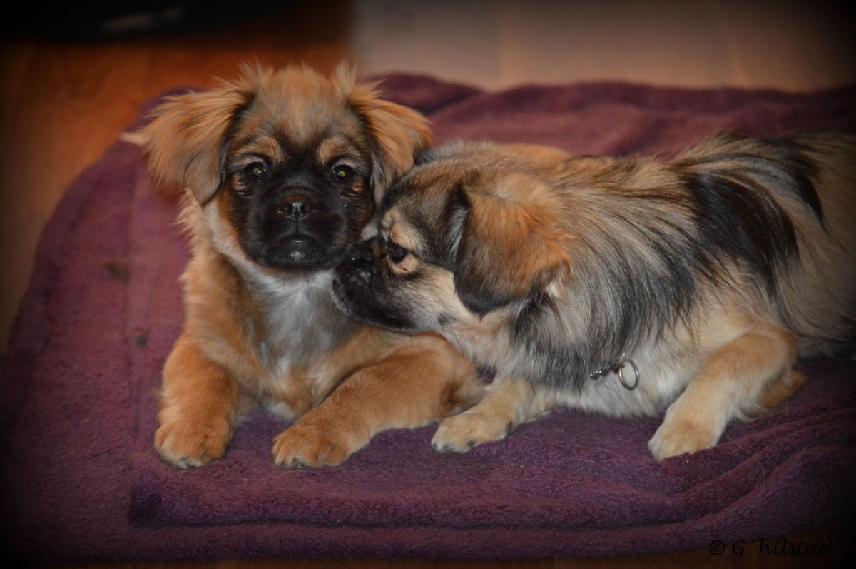 Floyd og Bonnie =  Alice in Wonderland av Tibbehaugen