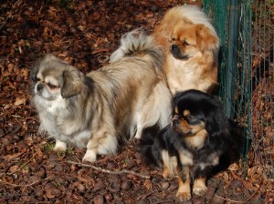 Andie Bonnie og Ruby har fundet et roligt hjørne