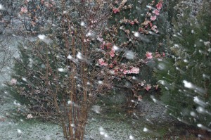 Min Kejserbusk blomstrer flittigt uanset vejret