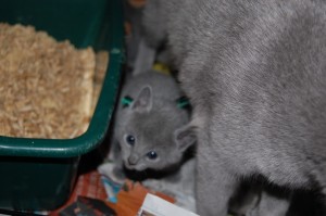 06.04.2015 Russian Blue killinger på opdagelse 001