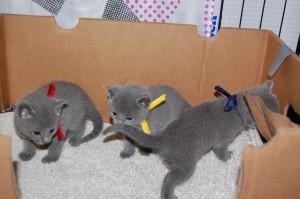 06.04.2015 Russian Blue killinger på opdagelse 003