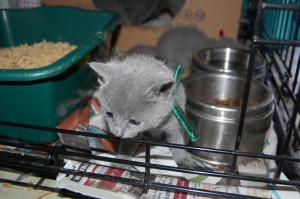 06.04.2015 Russian Blue killinger på opdagelse 008