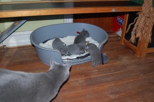 06.04.2015 Russian Blue killinger på opdagelse 010