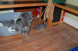 06.04.2015 Russian Blue killinger på opdagelse 011