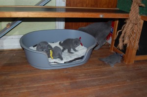 06.04.2015 Russian Blue killinger på opdagelse 012