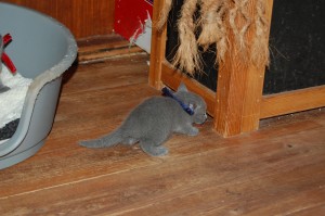 06.04.2015 Russian Blue killinger på opdagelse 014