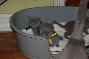 06.04.2015 Russian Blue killinger på opdagelse 015