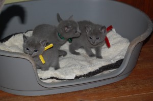 06.04.2015 Russian Blue killinger på opdagelse 016