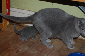 06.04.2015 Russian Blue killinger på opdagelse 022