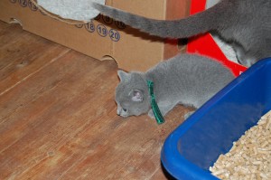 06.04.2015 Russian Blue killinger på opdagelse 026