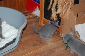 06.04.2015 Russian Blue killinger på opdagelse 027