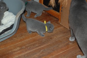 06.04.2015 Russian Blue killinger på opdagelse 029