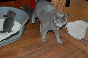 06.04.2015 Russian Blue killinger på opdagelse 037