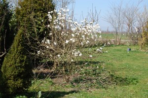 Min stjerne magnolie