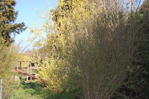 En kæmpe forsythia