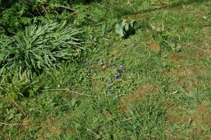 Violerne blomstrer også