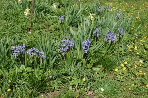 Duftene hyacinther