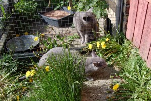 Kosmos er heldigvis ligeglad og snuser lidt til en blomst