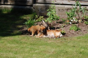 Fy ! Det er Bentes blomsterbed, det må man ikke.