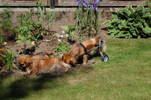 Man er vel stadig en hanhund ?